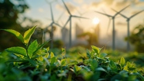 A field with green crop during sunset. In the background, wind turbines are visible against the sunlit sky.
