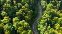 Road through the natural forest. Road through the natural forest.
