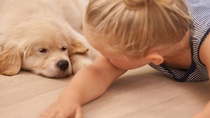 A young girl playing with their dog A young girl playing with their dog