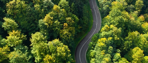 Road through the natural forest.