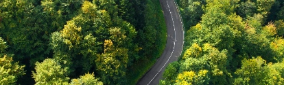 Road through the natural forest.