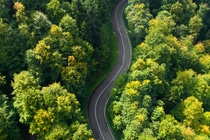 Road through the natural forest.