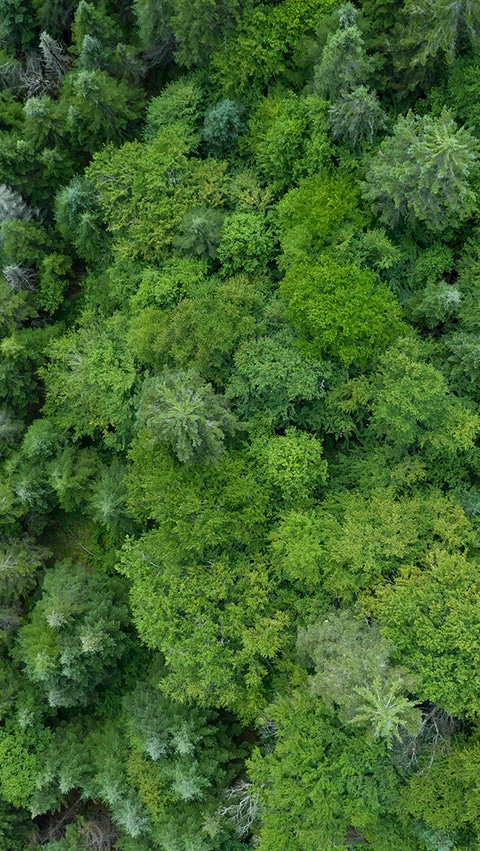 Landscape with trees and a river