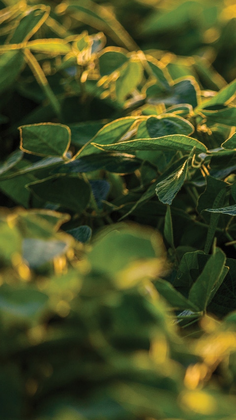 Banner image for fungicides page