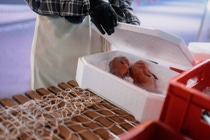 Styropor® Ccycled®: Hervorragende Isolationseigenschaften, geringerer Einsatz fossiler Rohstoffe Styropor® Ccycled®: Hervorragende Isolationseigenschaften, geringerer Einsatz fossiler Rohstoffe